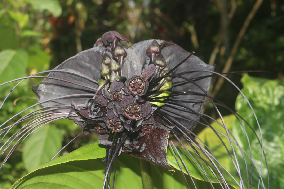 Tacca chantrieri André